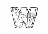 Walrus sketch template