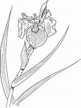Iris Flower Coloring Pages Clipart Clip Recommended Library Comments sketch template