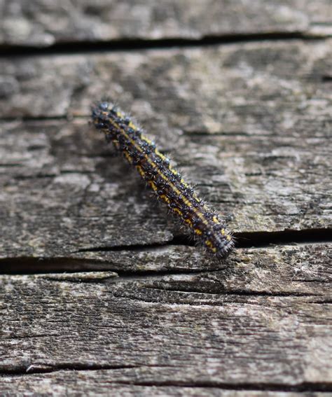 small black caterpillar  black warts tufts  spiky hair