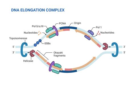 eukaryotic dna replication definition steps singnification