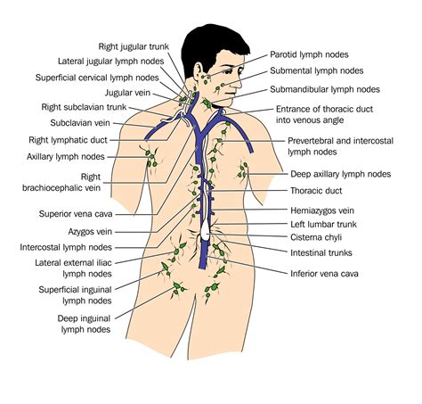 Body Chart Lymph System Lymphatic System Exercise Lymphatic Massage