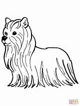 Yorkshire Yorkie Kolorowanki Yorki Ausmalbild Terriers Sketchite Perros sketch template