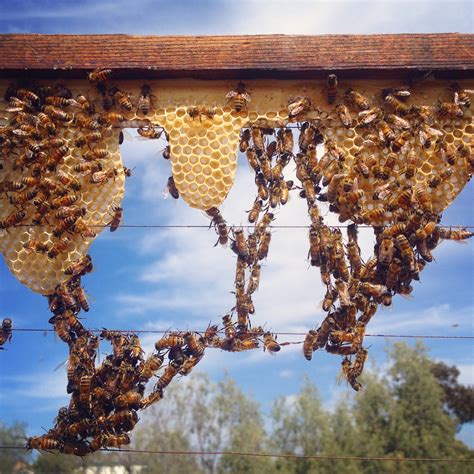 foundationless beekeeping   langstroth hive beekeeping   girl