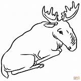 Moose Coloring Pages Sitting Drawing Cute Printable Color Getdrawings Template Categories sketch template