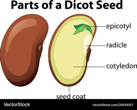 diagram showing parts dicot seed  white vector image