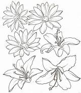 Lily Flower Daisy Stargazer Outline Drawing Tattoo Coloring Water Metacharis Tattoos Drawings Deviantart Flowers Pages Tiger Clipart Line Lilies Getdrawings sketch template