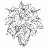 Anthurium Tropical Houseplants 30seconds Anturium Vector Isolated sketch template