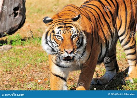 female bengal tiger stock photo image  mammals animals