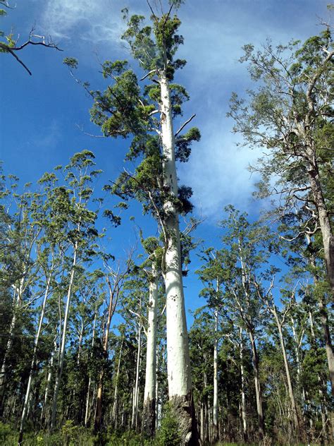 Giant Eucalyptus Trees E arn Rain Forest Stripes - The New