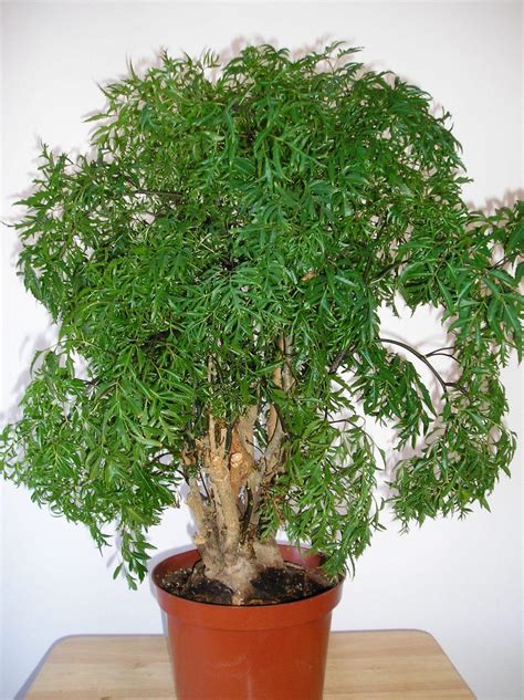 photo   entire plant  ming aralia polyscias fruticosa posted