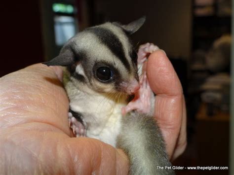 images  adorable sugar gliders  pinterest