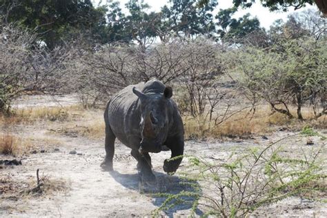 How Botswana S High Quality Low Impact Tourism Model Is Helping Put An