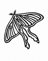 Coloring Butterfly Pages Moth sketch template