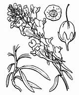 Coste Eflore Botanica Flore sketch template