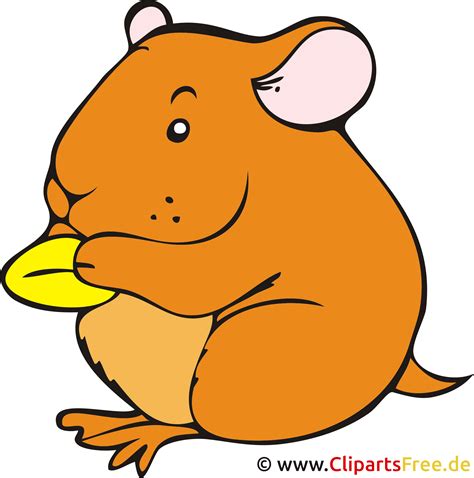hamster clipart imagen dibujos animados gratis