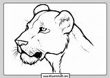 Lioness sketch template