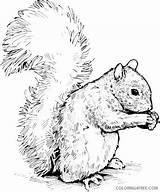 Coloring4free Prek Squirrels Clipartix Clipartcow Cliparting sketch template