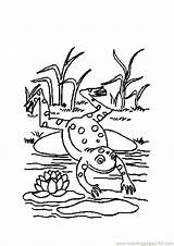 Frog Coloring Pages Lily Pad Clipart Cartoon Amphibian Jumping Life Cycle Kids Cliparts Leaping Leap Outline Desk Pads Drawing Printable sketch template