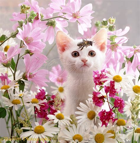 white kitten with flowers looking at bee photo wp01192