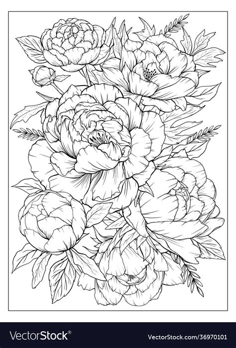 peonies coloring page  adult flowers coloring vector image