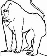 Baboon Coloring Pages Printable Getcolorings sketch template