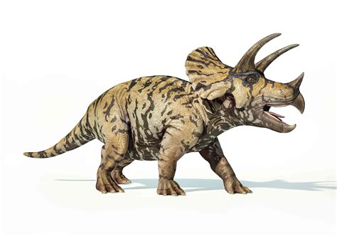 intriguing facts   triceratops