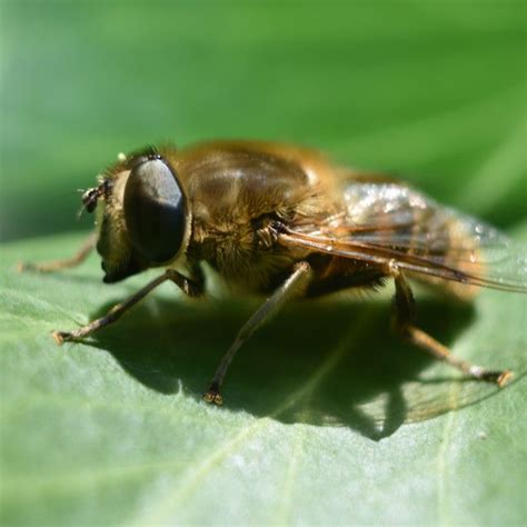 drone bee  karin van ham photography store drone bee bee photo