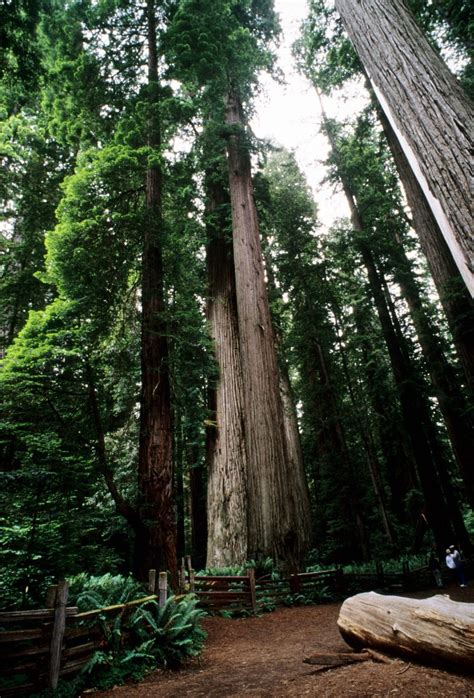 This Land Redwood National Park Trailer Life