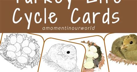 printable turkey life cycle cards wild turkey  printable
