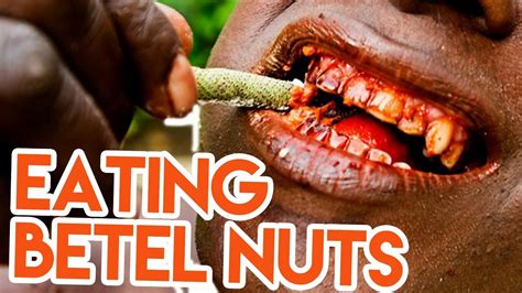 eating betel nuts addictive plant  indonesia travel vlog youtube