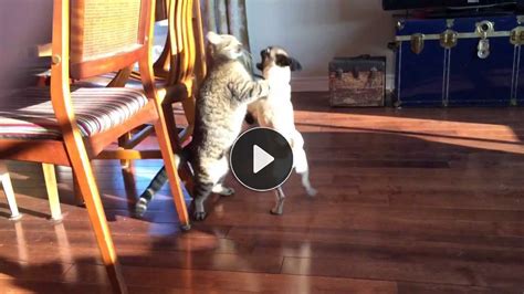 pug  cat fight   win turdog