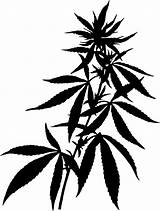 Cannabis Weed Plant Vector Clipart Marijuana Transparent Hemp Silhouette Drawing Background Leaf Plants Leaves Draw Pot Drugs Line Vectors Green sketch template