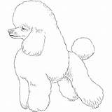 Poodle Breeds sketch template