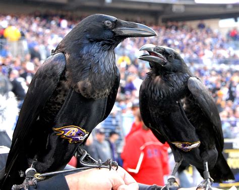 raven mascot   baltimore ravens football team dsc flickr