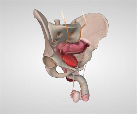 About Your Prostate Ablation Procedure Memorial Sloan Kettering