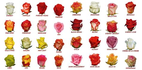muestra de las diferentes variedades de rosas  nos podemos encontrar wwwlysaflorescom