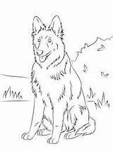 Belga Perros Colorear Perro Guardado sketch template