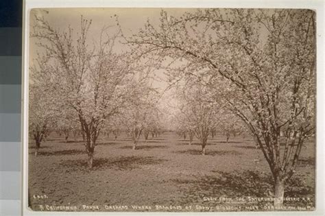 a california prune orchard where branches of snowy blossoms meet o