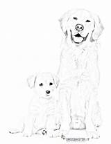 Cani Stampare Cuccioli Retriever Labrador Drogbaster sketch template
