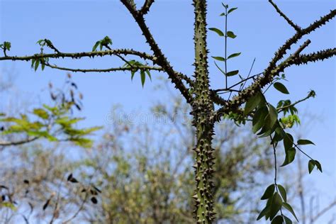 kapokbaum stockfoto bild von stachelig baum tropisch