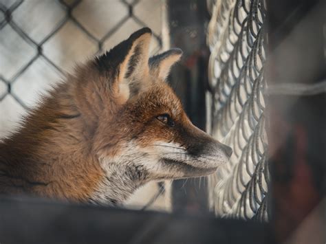 incredible san diego fox animal encounter  resist  mundane