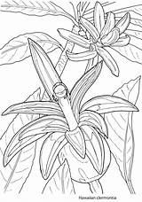 Coloring Pages Adult Tropical Bloom Creative Flower Flowers Haven Doverpublications Sheets Dover Publications Book Blooms Crafts Exotic Designlooter Floral 38kb sketch template