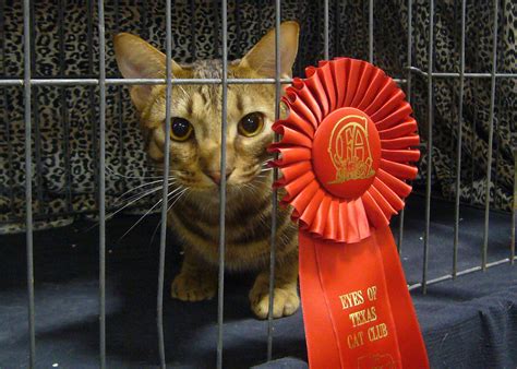 cats  parade   world  cat show competitions catgazette