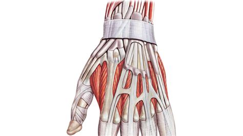 anatomie de la main  du poignet articulations os du carpe tendons