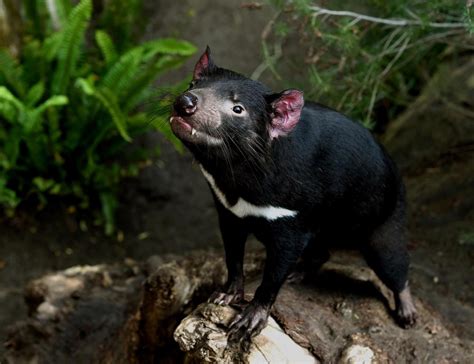 adventure blog healthy population  tasmanian devils located