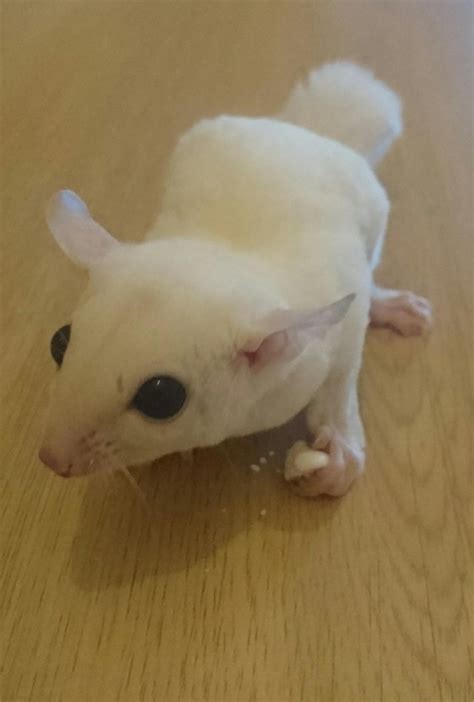 sugar glider exotic pets rehome buy  sell   uk  ireland preloved