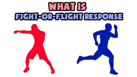 fight  flight response explained   min youtube