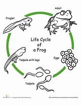 Cycle Life Frog Coloring Science Color Drawing Worksheet Animal Worksheets Pages Cycles Education Explore Grade Circle Activities Frogs Classroom Stage sketch template