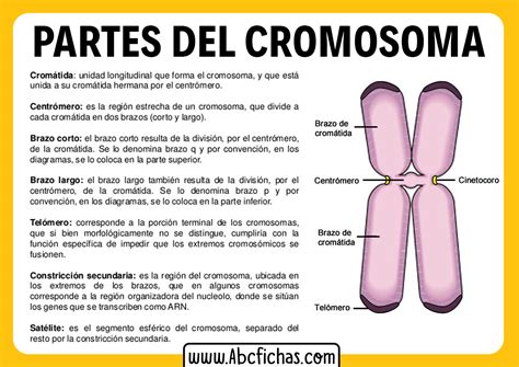Partes Del Cromosoma En Cromosomas Mitosis Y Meiosis Molecula Sexiz Pix