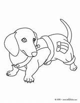 Coloring Pages Dog Wiener Dachshund Getdrawings Dogs sketch template